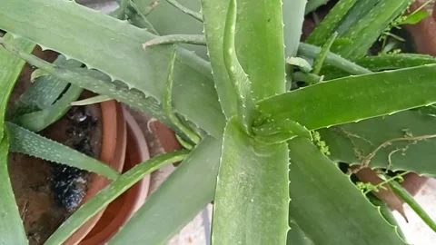Aloe Plant Video stock 151066418