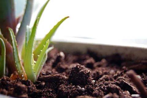 Aloe Plant Stock Photos