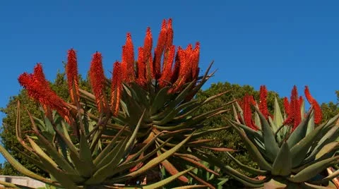 Aloe plant, Spain Vidéo 21193794