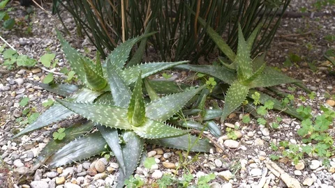 Aloe plants Stock Footage 127180092