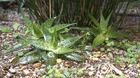 Aloe plants Stock Footage 127180783