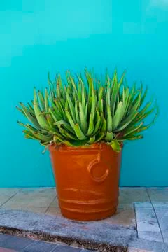 Aloe in a pot Stock-Fotos