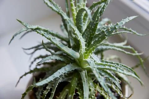 Aloe is prickly on the windowsill. Close-up. Stock Photos