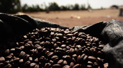 Aloe seeds Stock Footage 39791299