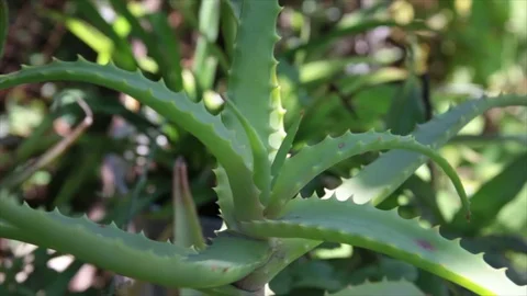 Aloe in shady Stock Footage 72980518