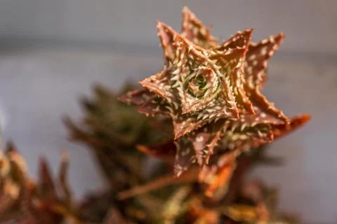 Aloe squarrosa in a pot Stock Photos