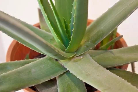 Aloe stem Стоковые фото