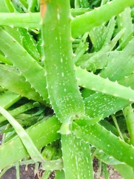 Aloe tree Stock Photos