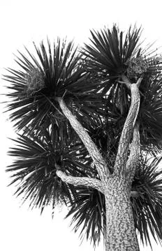 Aloe Tree Foto stock