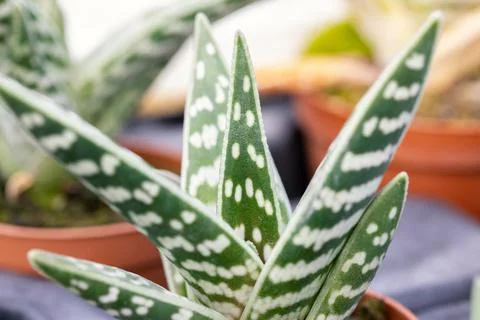 Aloe variegata Stockfoto's