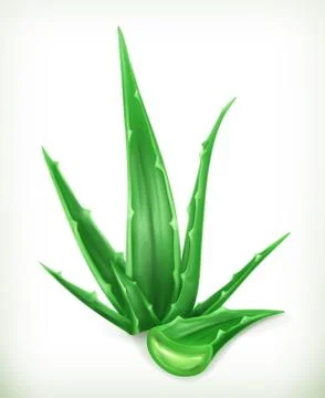 Aloe, vector icon Stock Illustration