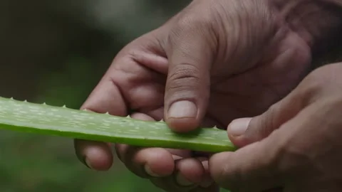 Aloe vera 2 Video stock 288850700