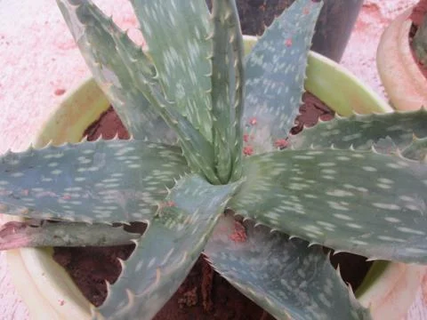 ALOE VERA 2 Stock Photos