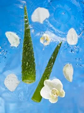 Aloe vera and orchids in water Stock Photos