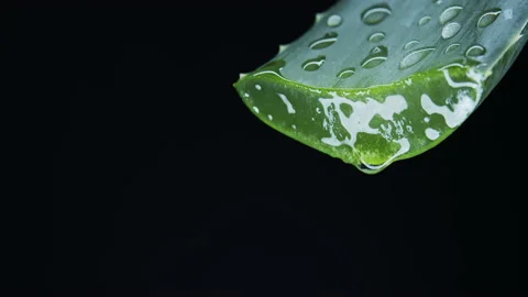 Aloe vera on black background.  Stock Footage 149737661