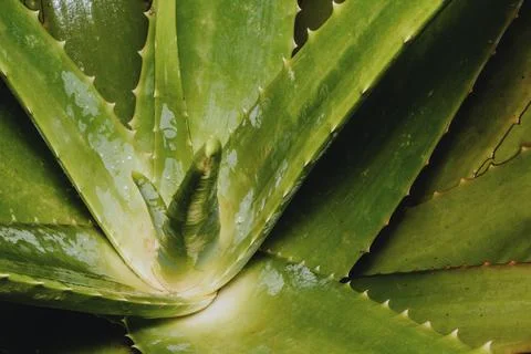 Aloe vera cactus background with copyspace on the right Foto stock