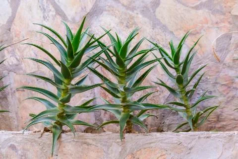 Aloe vera cactus. Rosette of sharp cactus leaves. Three plants in the garden  Stock Photos
