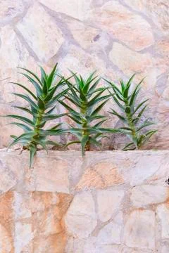 Aloe vera cactus. Rosette of sharp cactus leaves. Three plants in the garden  Stock Photos
