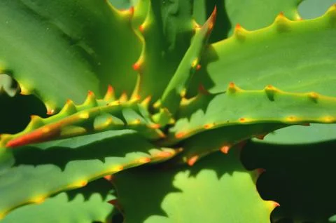 Aloe vera, close up Stock Photos