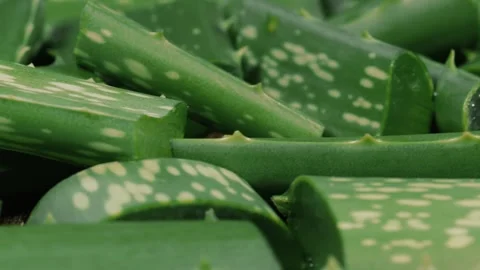 Aloe Vera Cut Leaf spinning around Stock Footage 248782495