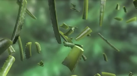 Aloe vera falling Stock Footage 22250553