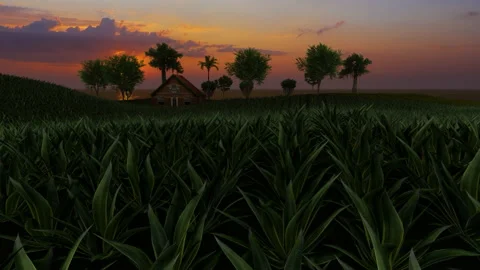 Aloe Vera field with house and trees in the background with beautiful sunset Stock Footage