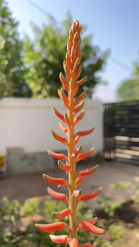 Aloe Vera Flower Close-Up with Soft Blur Background in Vertical View Видео 321388103