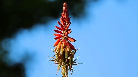 Aloe Vera Flower Stock Footage 71540438