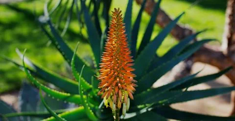 Aloe vera flower Stock Photos