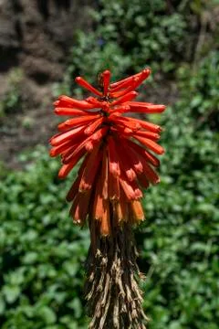 Aloe vera flower Stock Photos