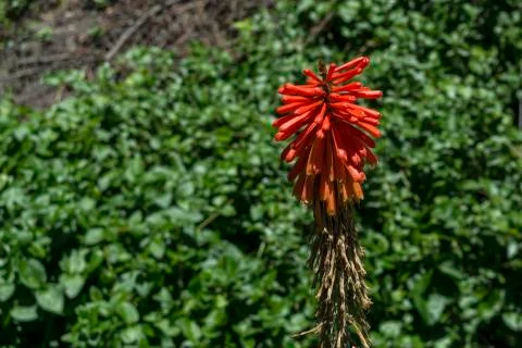 Aloe vera flower Stock Photos