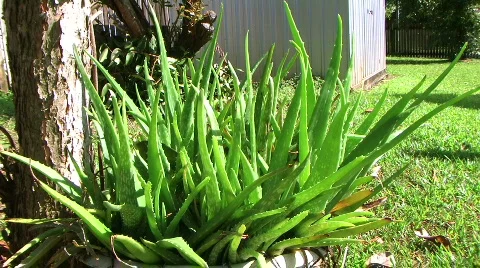 Aloe vera Stock Footage 263467