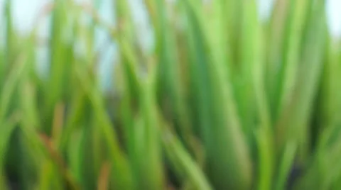 Aloe vera Stock Footage 31862670
