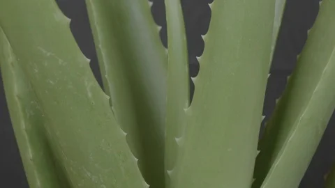 Aloe vera Stock Footage 78208038