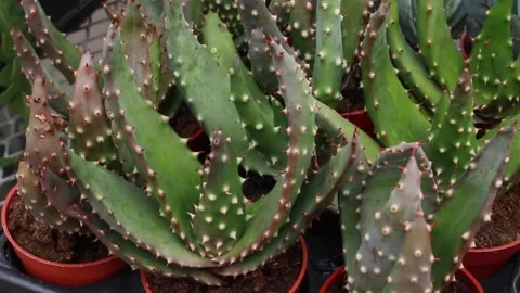 Aloe Vera Stock Footage 152788356