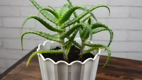 Aloe vera Stock Footage 155577288