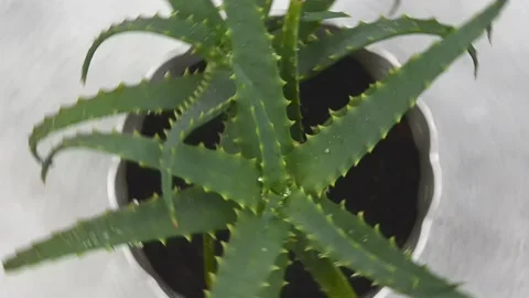 Aloe vera Stock Footage 155577412