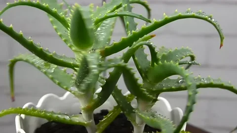 Aloe vera Stock Footage 155577529