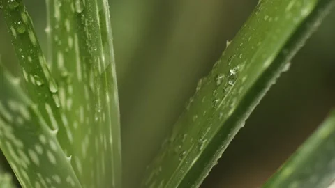 Aloe vera Stock Footage 156196478