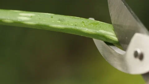 Aloe vera Stock Footage 156196589
