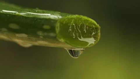 Aloe vera Stock Footage 156196791