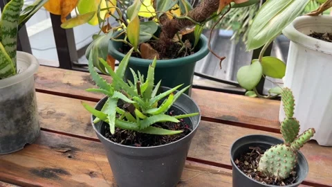 Aloe vera Stock Footage 230939498