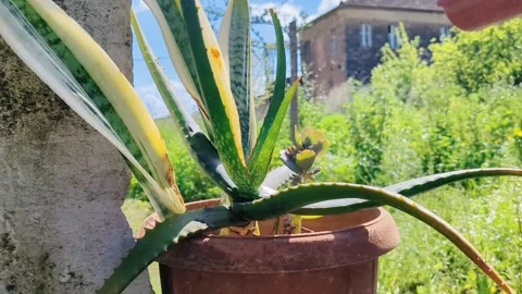 Aloe Vera Stock Footage 238755505