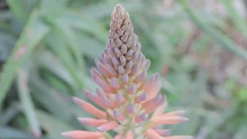Aloe vera Stock Footage 272579300