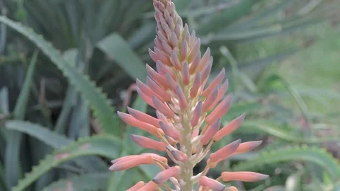 Aloe vera Stock Footage 272579301