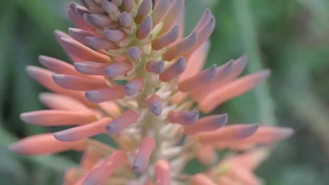 Aloe vera Stock Footage 272579397