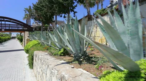 Aloe vera growing outside. 動画素材 49469628