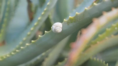 Aloe vera grows wild in tropical climates around the world and is cultivated for Stock Photos