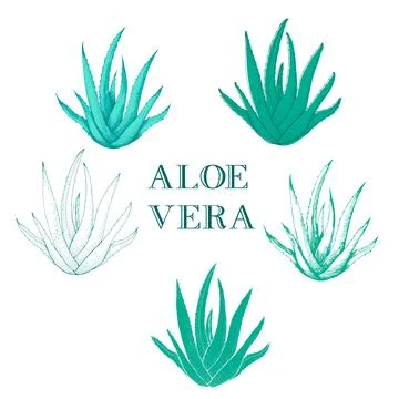 Aloe vera hand drawn set. medical plant isolated on white background Stock Illustration