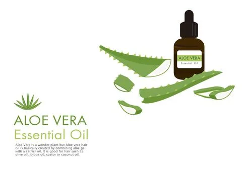 Aloe vera herb vector isolated on white background ep01 Stock Illustration